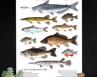 Nature Art Poster - A Few Freshwater Fish - 12 x 18 Poster -  Schoolroom Art, Science, Natural History, Nature Study