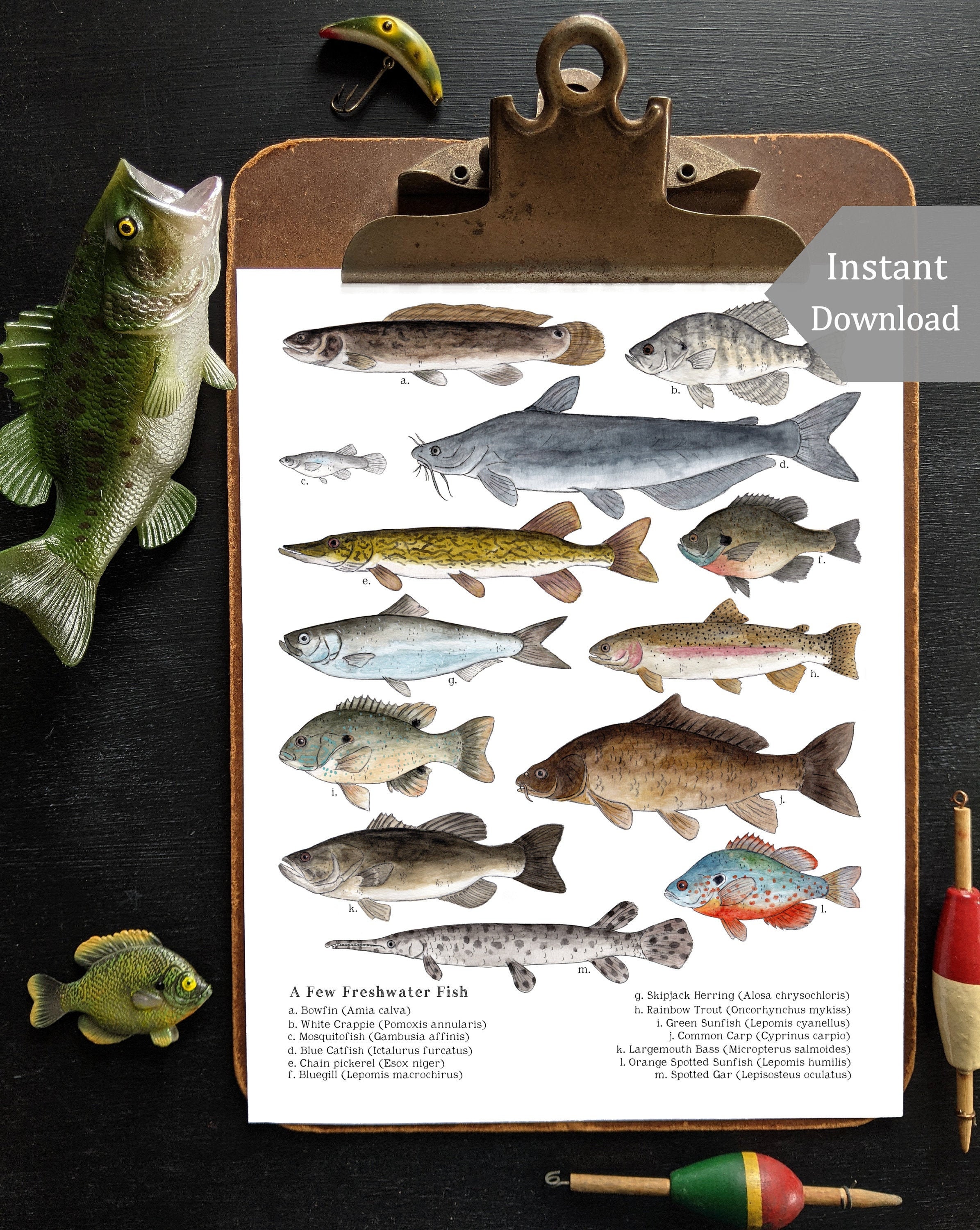 A Few Freshwater Fish Digital Print 8.5 X 11 and A4 