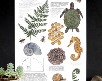 Patterns in Nature Math School Room Poster - 12 x 18 - Montessori, Fibonacci, Charlotte Mason, Homeschool Math