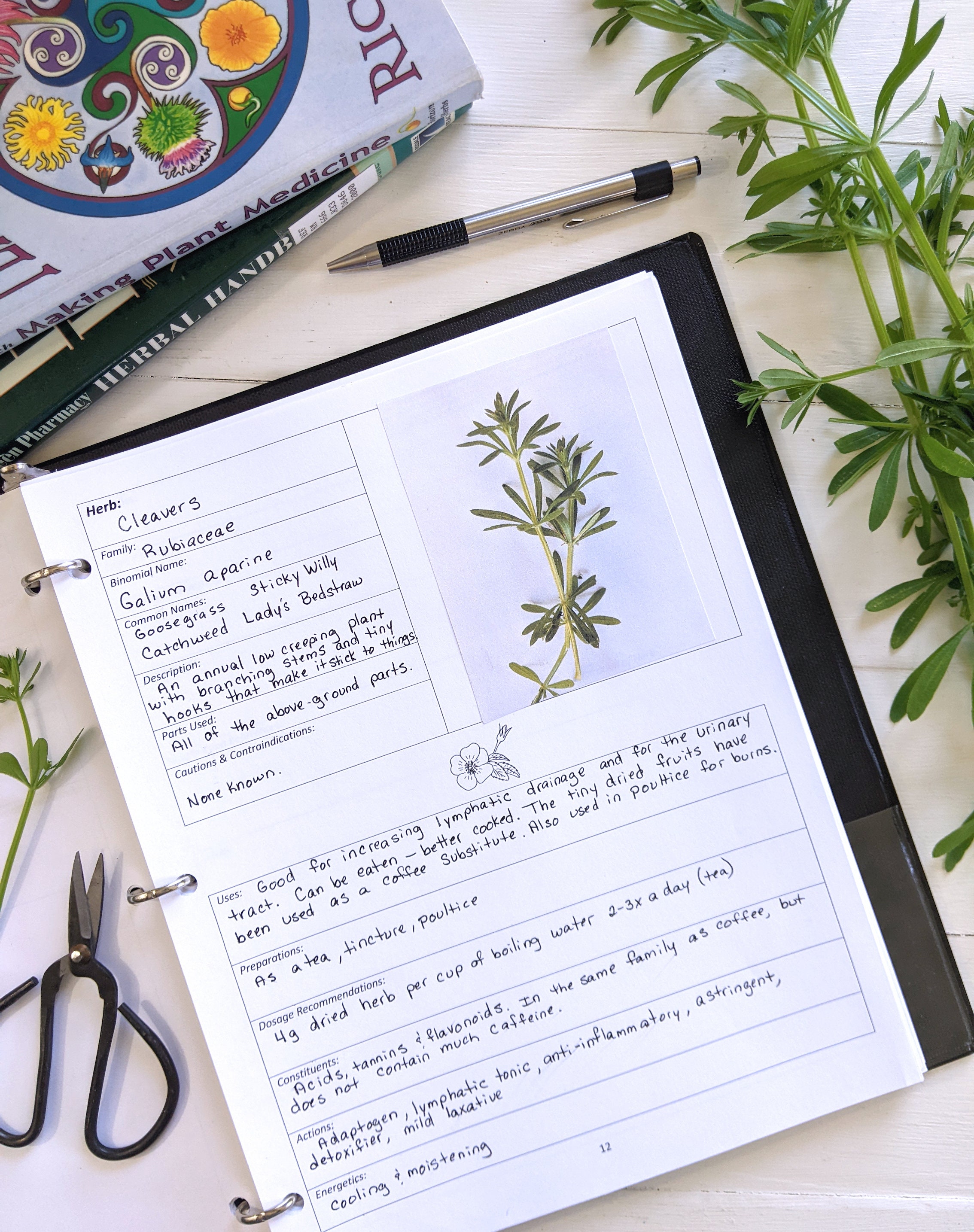DIGITAL Herbal Materia Medica & Formulary Journal Full Size Etsy