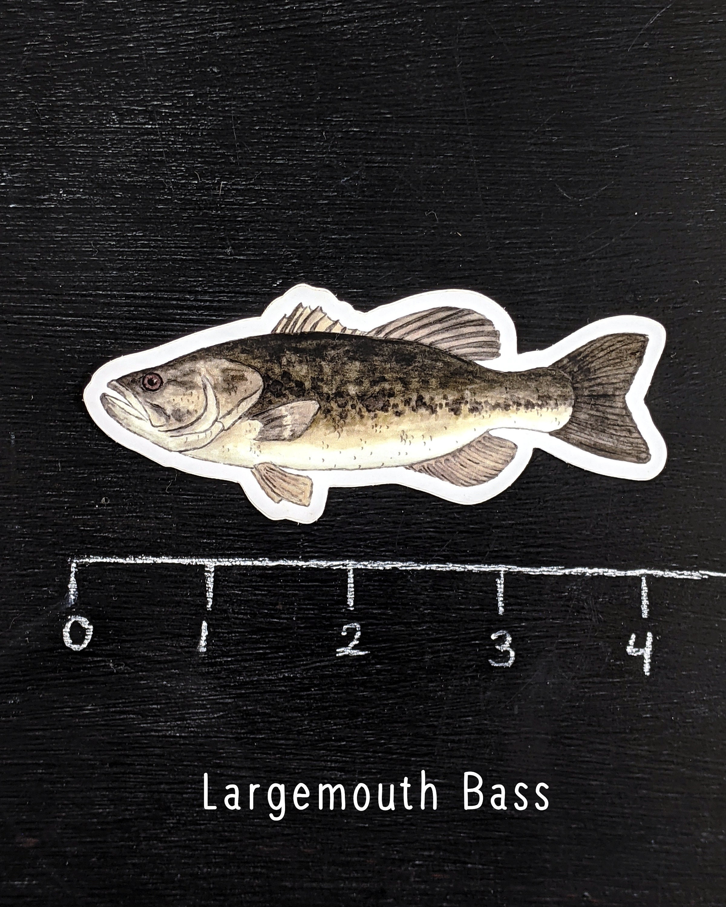 Freshwater Fish WATERPROOF Stickers Etsy