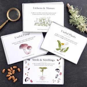 Flora Learnings Cards Bundle - 4 Sets - Botanical Flash Cards - Homeschool - Classroom