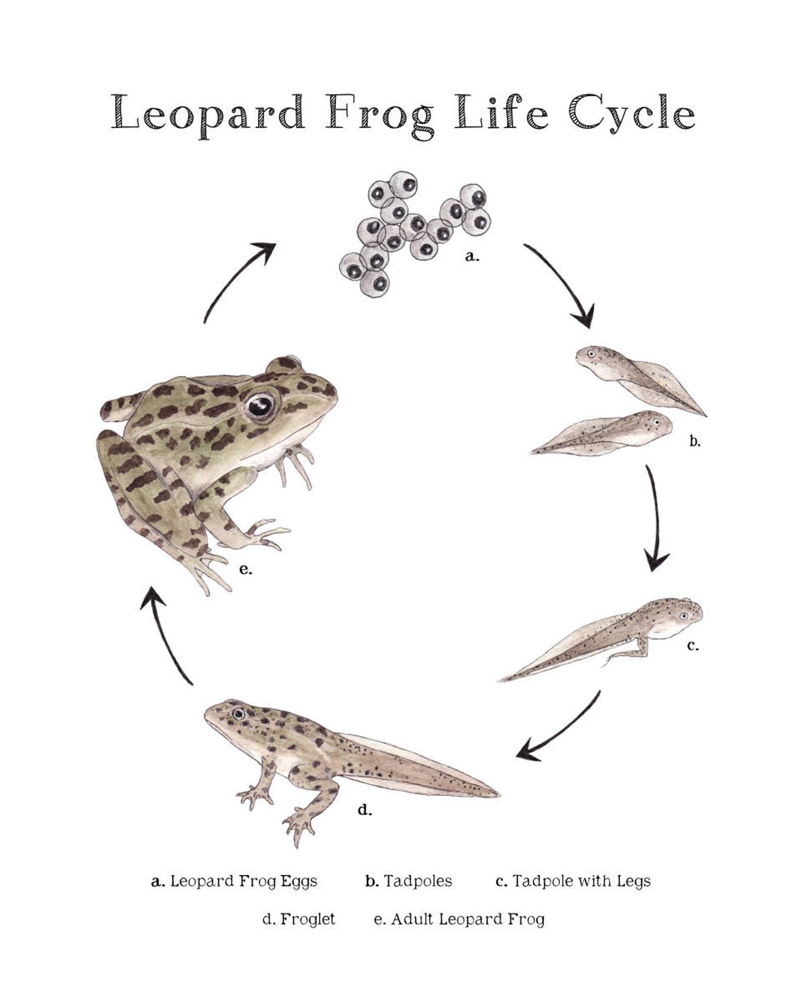 Leopard Frog Life Cycle Educational Printable Art A4 and - Etsy