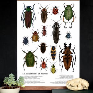 An Assortment of Beetles School Room Wall Art 12 x 18 Poster Montessori, Educational, Nature Study, Entomology, Insects image 1