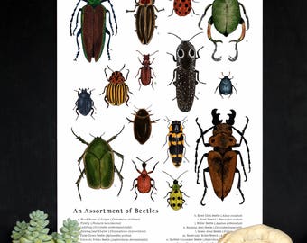 An Assortment of Beetles - School Room Wall Art - 12 x 18 Poster - Montessori, Educational, Nature Study, Entomology, Insects
