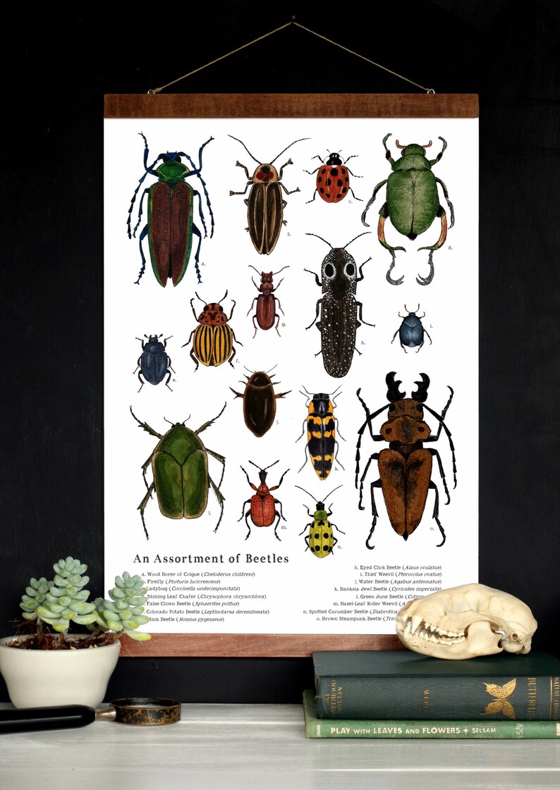 An Assortment of Beetles School Room Wall Art 12 x 18 Poster Montessori, Educational, Nature Study, Entomology, Insects image 1