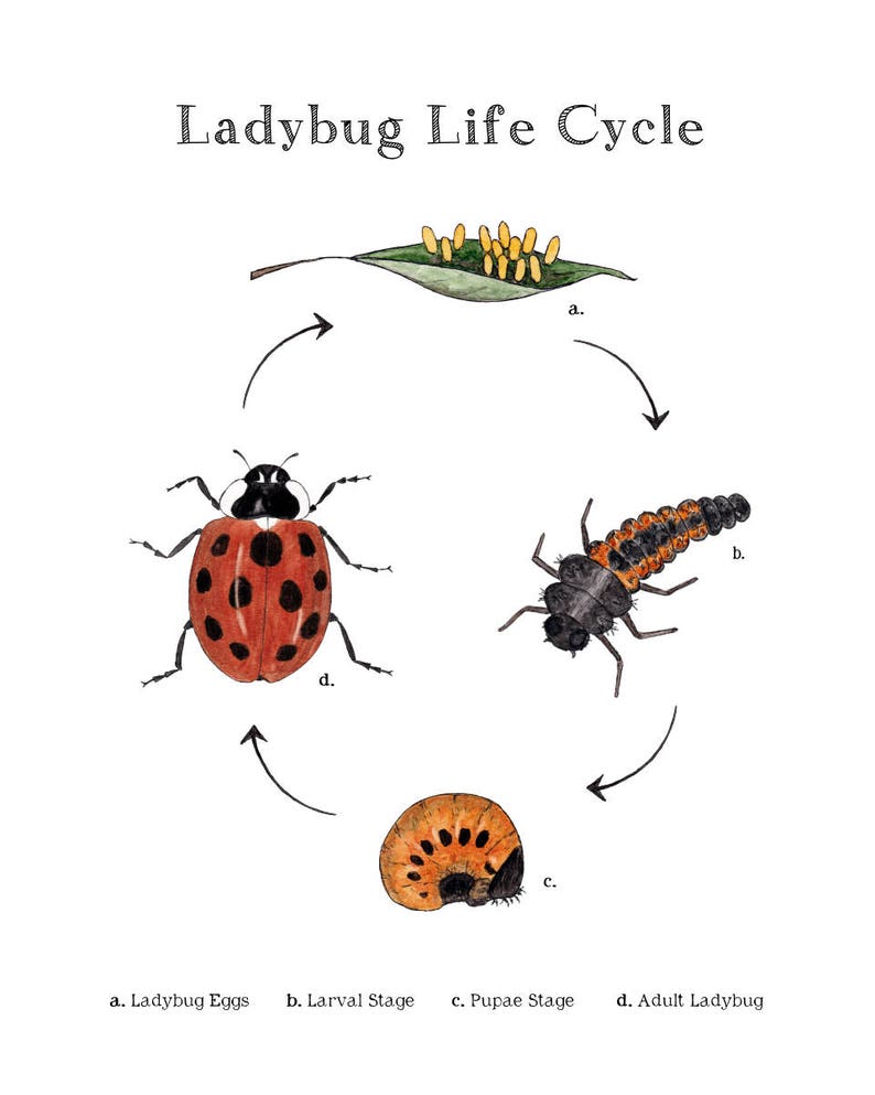 ladybug-life-cycle-educational-printable-art-a4-and-8x10-etsy