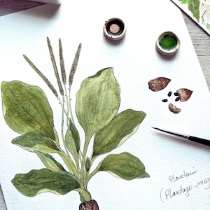 K&ouml;nnte beinhalten: Aquarellmalerei einer Wegerichpflanze mit gr&uuml;nen Bl&auml;ttern und braunen Wurzeln. Die Pflanze ist mit "Plantagin (Plantago major)" beschriftet.
