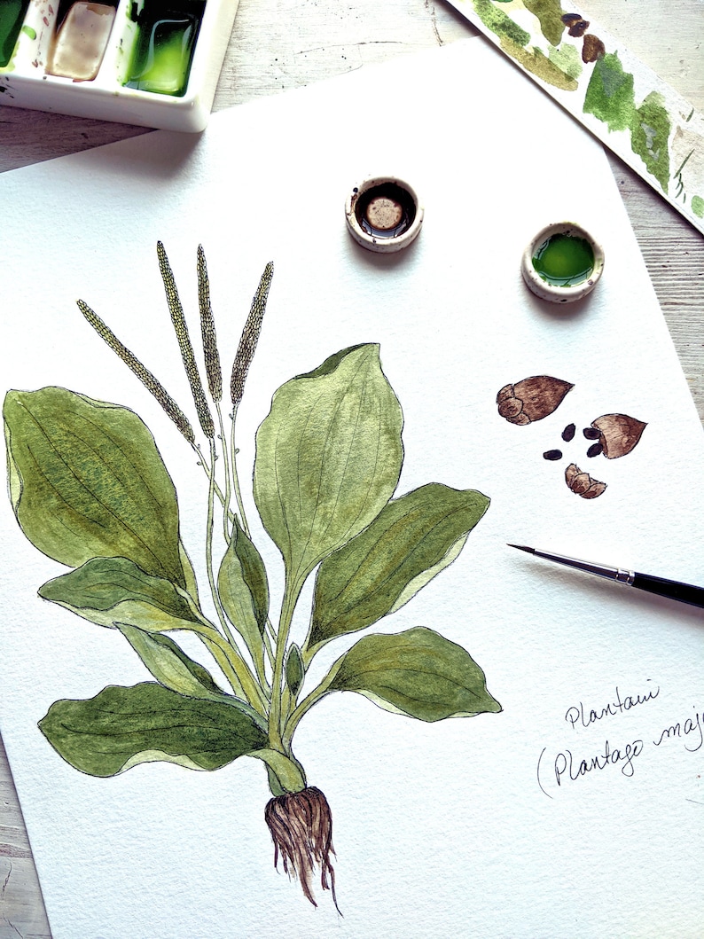 K&ouml;nnte beinhalten: Aquarellmalerei einer Wegerichpflanze mit gr&uuml;nen Bl&auml;ttern und braunen Wurzeln. Die Pflanze ist mit "Plantagin (Plantago major)" beschriftet.
