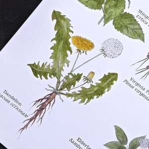 K&ouml;nnte beinhalten: Eine botanische Illustration einer L&ouml;wenzahnpflanze mit gelben Bl&uuml;ten und gr&uuml;nen Bl&auml;ttern. Die Pflanze hat ein langes, braunes Wurzelsystem. Der Text "L&ouml;wenzahn Taraxacum officinale" steht unter der Pflanze.