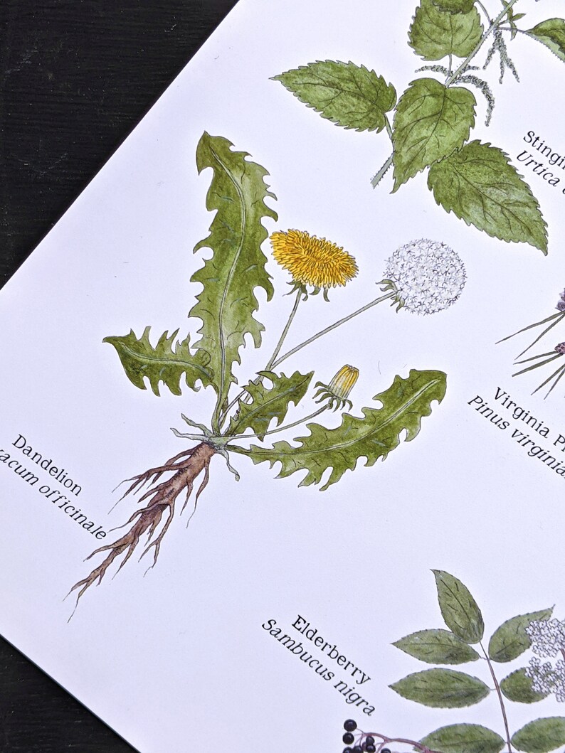 K&ouml;nnte beinhalten: Eine botanische Illustration einer L&ouml;wenzahnpflanze mit gelben Bl&uuml;ten und gr&uuml;nen Bl&auml;ttern. Die Pflanze hat ein langes, braunes Wurzelsystem. Der Text "L&ouml;wenzahn Taraxacum officinale" steht unter der Pflanze.