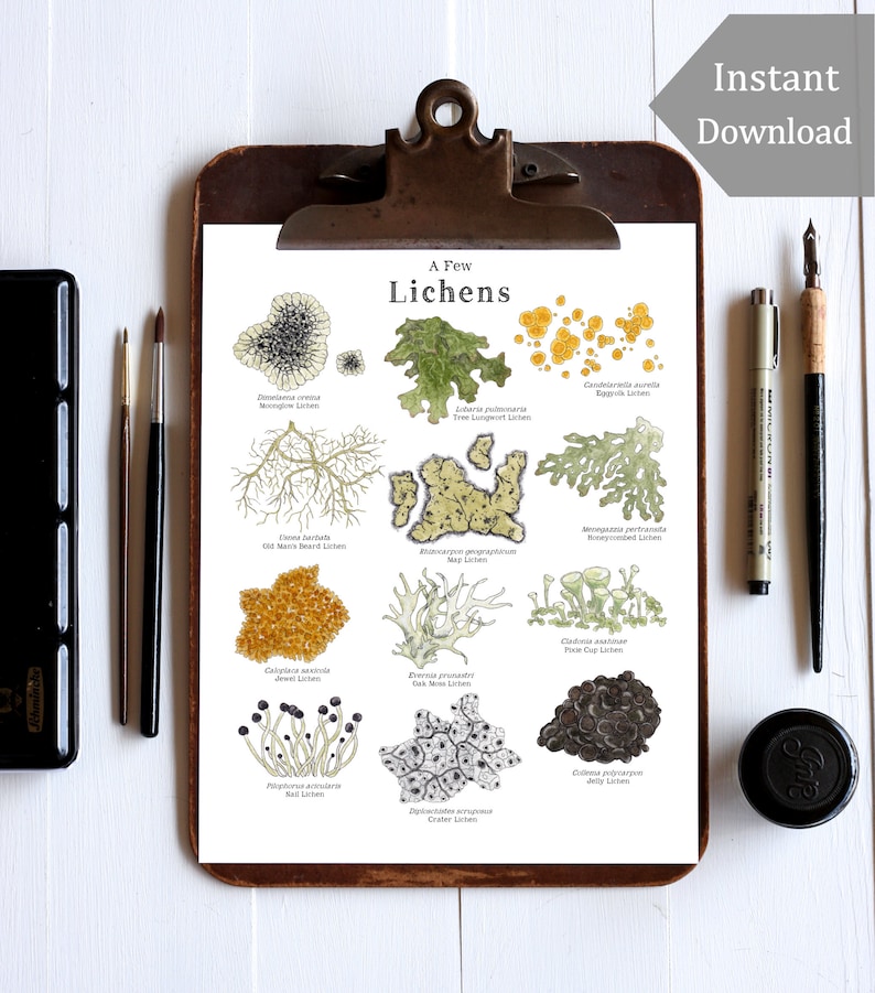 May include: A printable chart with illustrations of different types of lichens, including the names and common names of each lichen. The chart is titled "A Few Lichens".