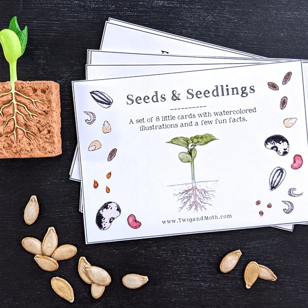 Seeds and Seedlings - Cards - Digital - Printable PDF, Montessori, Educational, Natural History, Botany, Plants, Nature Table