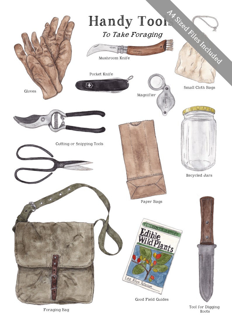 K&ouml;nnte beinhalten: Eine Aquarellillustration einer Sammlung von Werkzeugen zum Sammeln, darunter Handschuhe, ein Pilzmesser, ein Taschenmesser, eine Lupe, Schneid- oder Zupfwerkzeuge, eine Sammeltasche, Papiert&uuml;ten, recycelte Gl&auml;ser, ein Feldf&uuml;hrer mit dem Titel "Essbare Wildpflanzen" und ein Werkzeug zum Ausgraben von Wurzeln.
