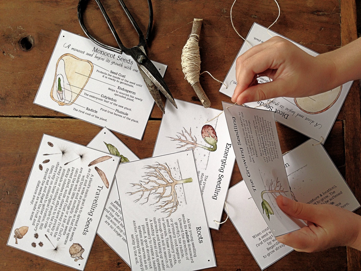 Seeds and Seedlings Cards Digital Printable PDF Etsy