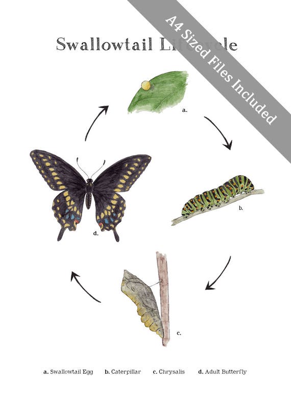 Swallowtail Life Cycle, Educational Printable Art - A4 and 8x10 - Butterfly,  Montessori, Nature Study, School Room, Papilionidae - Etsy