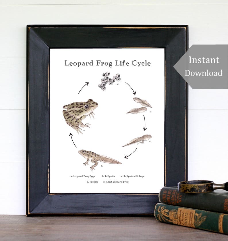 leopard-frog-life-cycle-educational-printable-art-a4-and-etsy