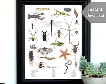 Minibeast Digital Print - A4 and 8.5 x 11 - Assorted Invertebrates, Montessori, Science, Insects, Nature Study, Bugs