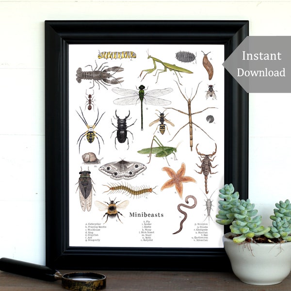 Minibeast digitale print - A4 en 8,5 x 11 - diverse ongewervelde dieren, Montessori, wetenschap, insecten, natuurstudie, insecten