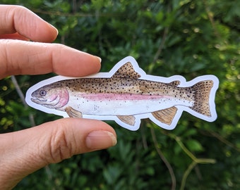 Rainbow Trout MAGNET - Oncorhynchus mykiss