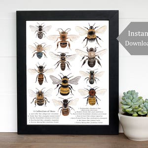 Educational Print - Printable Nature Art - A4 and 8 x 10 - Native Bees, Montessori, Science, Natural History, Insects, Nature Study