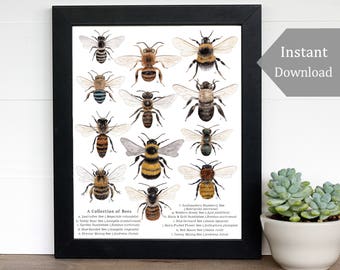 Educational Print - Printable Nature Art - A4 and 8 x 10 - Native Bees, Montessori, Science, Natural History, Insects, Nature Study