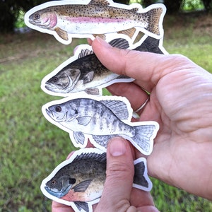 Freshwater Fish WATERPROOF Stickers
