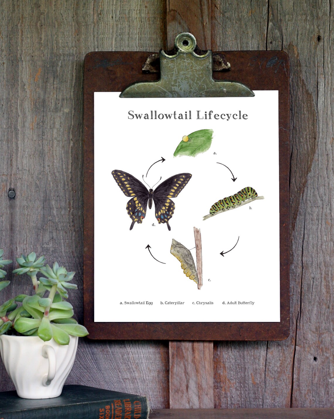Swallowtail Life Cycle Educational Printable Art A4 and - Etsy España