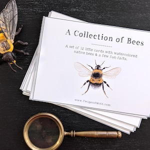 Arte para el aula escolar: una colección de abejas: arte mural educativo, digital, para imprimir en casa, Montessori, abejas, insectos, estudio de la naturaleza