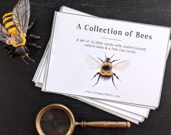 May include: A set of 12 illustrated cards featuring watercolor paintings of native bees. The cards are white with black borders and include fun facts about bees. The text on the cards reads "A Collection of Bees. A set of 12 little cards with watercolored native bees & a few fun facts. www.TwigandMoth.com".