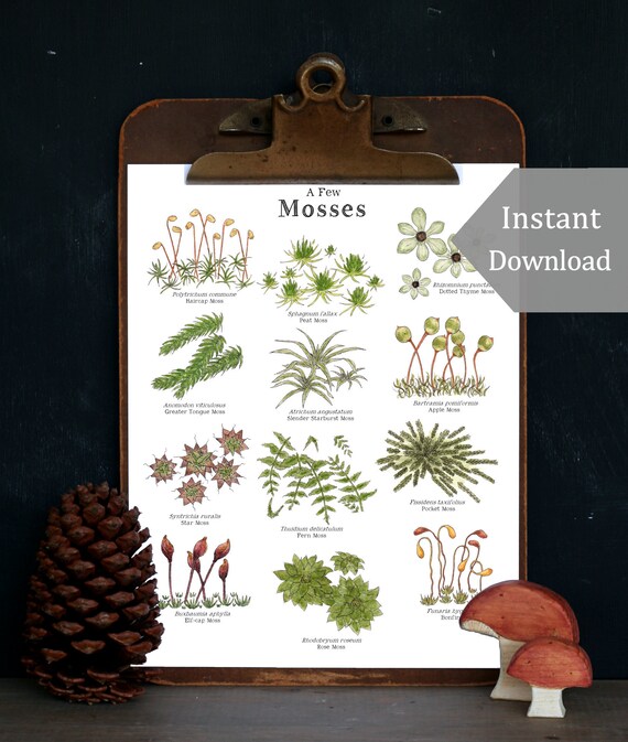 Lichens & Mosses - Educational Art Print- 8.5x11 and A4 Sized - Montessori, Charlotte Mason, Educational, Nature, Forest, Woodland