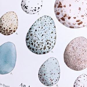May include: An illustration of different wild bird eggs. The eggs are painted in watercolor and have various colors and patterns, including brown, blue, and white. The text "An Array of Wild Bird Eggs" is printed below the eggs.