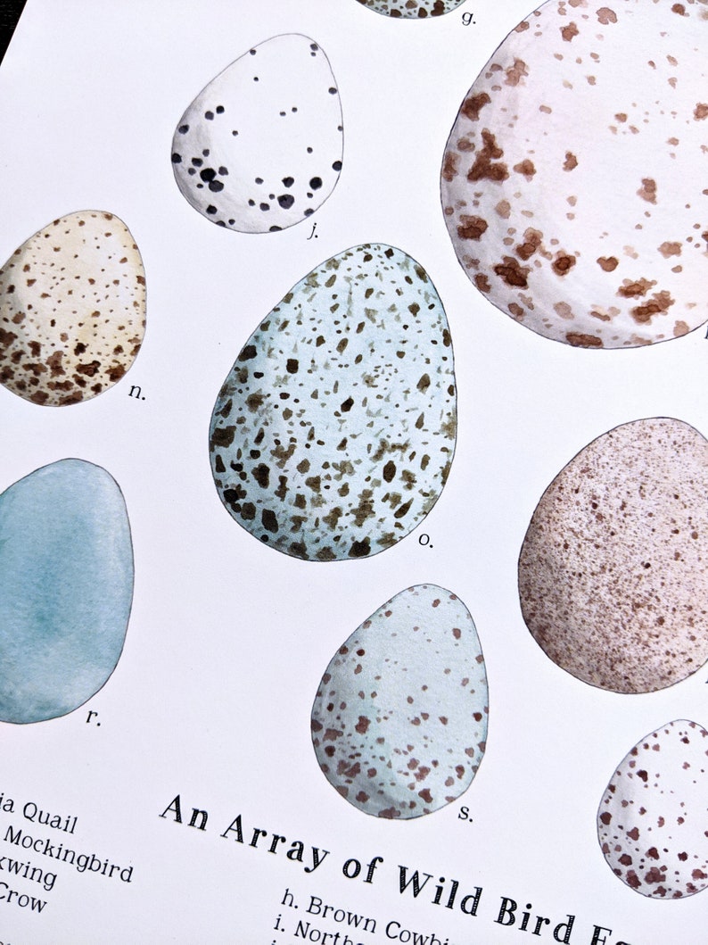 May include: An illustration of different wild bird eggs. The eggs are painted in watercolor and have various colors and patterns, including brown, blue, and white. The text "An Array of Wild Bird Eggs" is printed below the eggs.