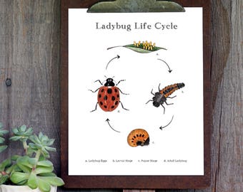 lady bug life cycle