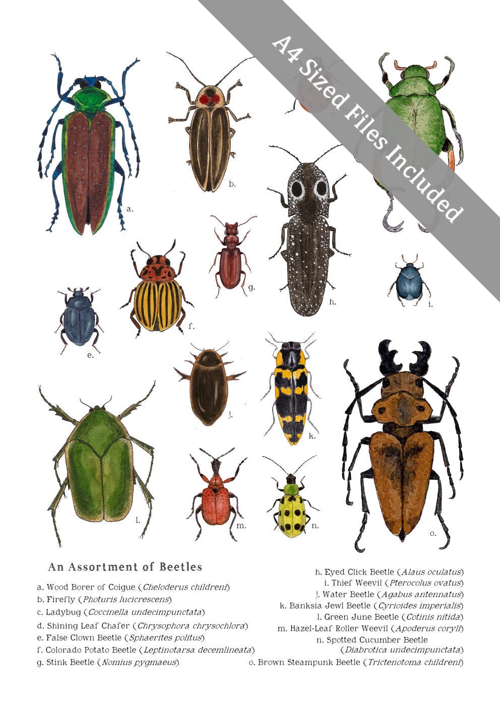 Printable Educational Art - A4 and 8 X 10 - an Assortment of Beetles ...