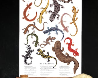 Salamanders schoolkamer poster - 12 x 18 - Montessori, Charlotte Mason, Homeschool, herpetologie klas decor
