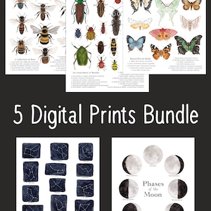 5 Set Digital Educational  Bundle - 8 x 10 and A4 Size - Bees, Lunar Phases (Northern & Southern Hemisphere), Moths, Beetles, Constellations