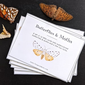 School Room Printable - Butterflies & Moths Learning Cards - Home School Art, Montessori, Educational Wall Art, Insects, Nature Table