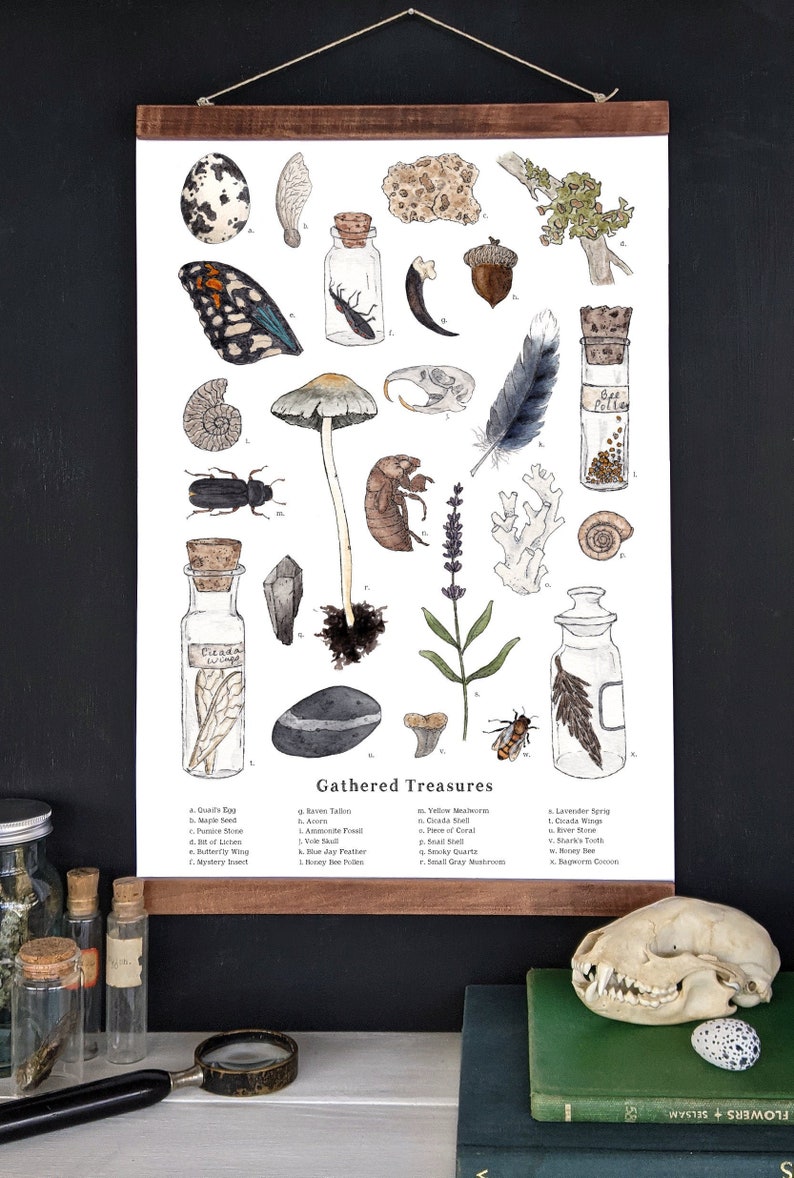 Gathered Treasures Nature Collection School Room Wall Art 12 x 18 Poster Montessori, Educational, Natural History, Nature Study image 1