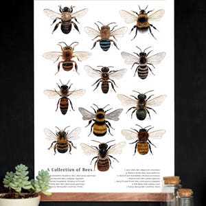 School Room Chart - A Collection of Bees - 12 x 18 Poster - Native Bees, Montessori, Educational, Insects, Nature Study, Entomology