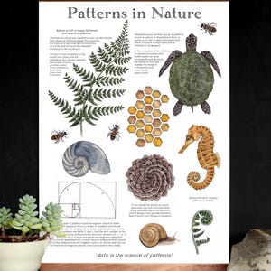 May include: A framed poster titled "Patterns in Nature" with watercolor illustrations of natural patterns, including a fern, turtle, honeycomb, seahorse, and snail. The text "Math is the science of patterns!" is at the bottom.