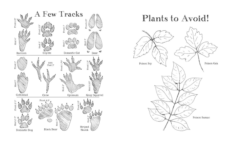 DIGITAL PDF version - Nature Journal for Kids - 102 Pages - Printable on 8.5 x 11 or A4 Paper - Charlotte Mason, Montessori, Nature Study image 7