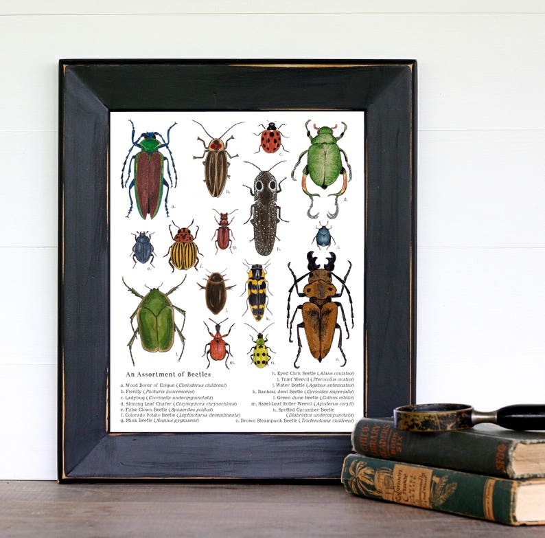 Printable Educational Art - A4 and 8 X 10 - an Assortment of Beetles ...
