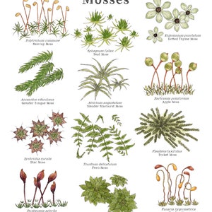 May include: A watercolor illustration of 10 different types of moss, with their common names and scientific names. The illustration is set against a white background.