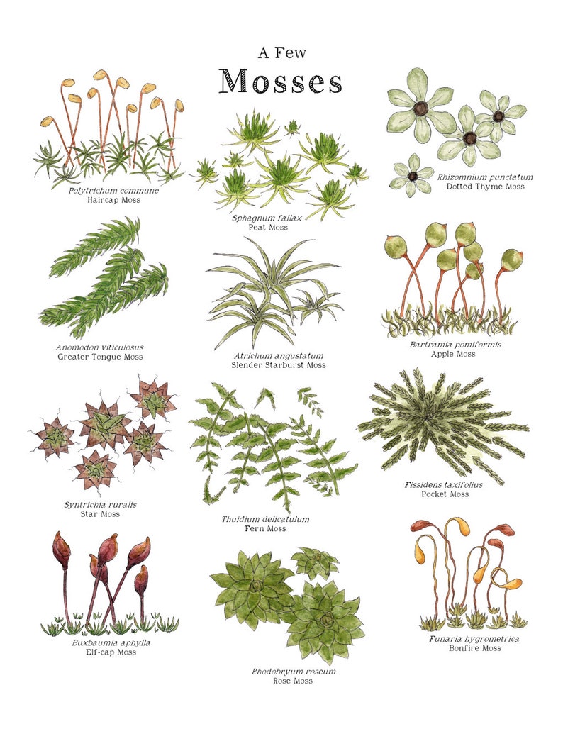 May include: A watercolor illustration of 10 different types of moss, with their common names and scientific names. The illustration is set against a white background.