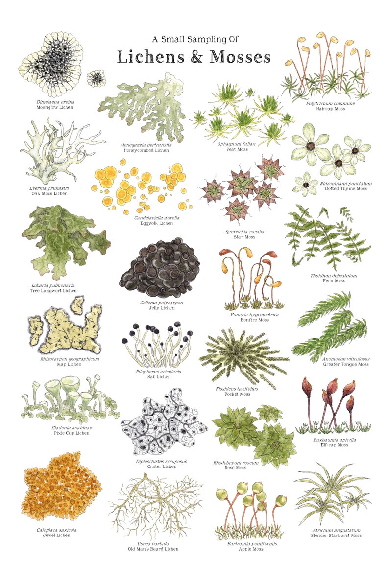 Lichens & Mosses 12 x 18 Poster Forest, Woodlands, Nature Study, Montessori, Charlotte Mason, Educational, Nature image 3