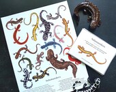 Salamanders Digital Bundle - Digital Print + Learning Cards - Charlotte Mason, Montessori,  Classroom Decor, Homeschool Science