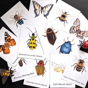 Three Part Cards - Bees, butterflies, Moths and Beetles - Montessori Science - Editable Files