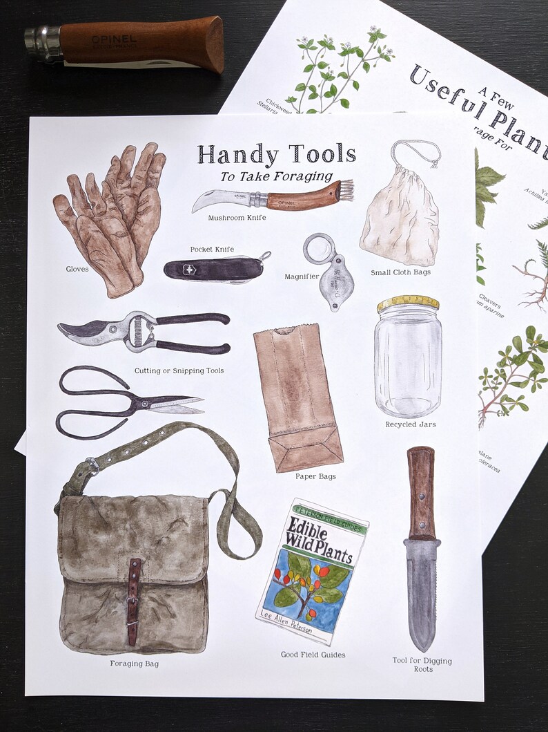 K&ouml;nnte beinhalten: Eine Aquarellillustration eines Leitfadens zum Sammeln von Wildpflanzen. Der Leitfaden enth&auml;lt eine Liste von Werkzeugen, die zum Sammeln mitgenommen werden sollten, wie z. B. Handschuhe, ein Pilzmesser, ein Taschenmesser, Schneid- oder Zupfwerkzeuge, eine Lupe, kleine Stoffbeutel, recycelte Gl&auml;ser, Papiert&uuml;ten, eine Sammeltasche und ein Werkzeug zum Ausgraben von Wurzeln. Der Leitfaden enth&auml;lt auch eine Liste von essbaren Wildpflanzen.