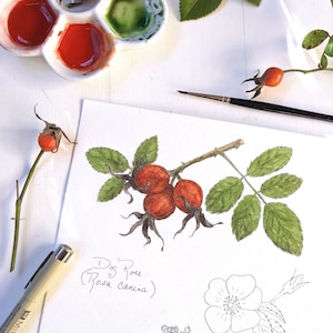 K&ouml;nnte beinhalten: Eine Aquarell-Illustration einer Heckenrose, auch bekannt als Rosa canina, mit gr&uuml;nen Bl&auml;ttern und roten Beeren. Die Illustration befindet sich auf einem wei&szlig;en Blatt Papier mit einer Farbpalette und Pinseln im Hintergrund.